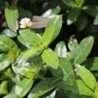 Alternanthera philoxeroides (Mart.) Griseb.